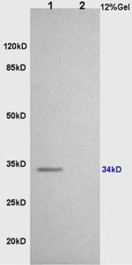 CD86 Antibody in Western Blot (WB)