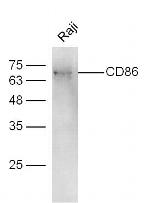 CD86 Antibody in Western Blot (WB)