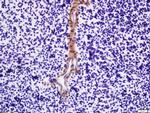 MPL Antibody in Immunohistochemistry (Paraffin) (IHC (P))