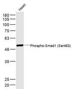 Phospho-Smad1 (Ser463) Antibody in Western Blot (WB)