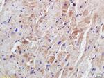 Syntrophin-2 Antibody in Immunohistochemistry (Paraffin) (IHC (P))