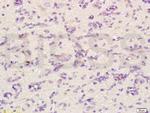 CHRNA4 Antibody in Immunohistochemistry (Paraffin) (IHC (P))