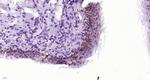 CCL26 Signal peptide Antibody in Immunohistochemistry (Paraffin) (IHC (P))