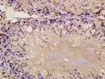 Nanog Antibody in Immunohistochemistry (Paraffin) (IHC (P))