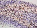 Nanog Antibody in Immunohistochemistry (Paraffin) (IHC (P))