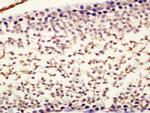 Nanog Antibody in Immunohistochemistry (Paraffin) (IHC (P))