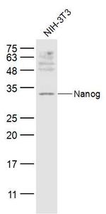 Nanog Antibody in Western Blot (WB)