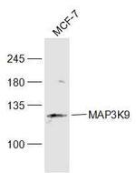 MAP3K9 Antibody in Western Blot (WB)