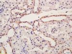 NALP6 Antibody in Immunohistochemistry (Paraffin) (IHC (P))