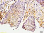 MIF Antibody in Immunohistochemistry (Paraffin) (IHC (P))