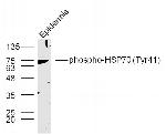 Phospho-HSP70 (Tyr41) Antibody in Western Blot (WB)