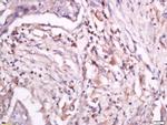 Phospho-CD18 (Thr758) Antibody in Immunohistochemistry (Paraffin) (IHC (P))