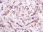 Phospho-CD18 (Thr758) Antibody in Immunohistochemistry (Paraffin) (IHC (P))