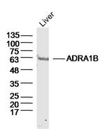 ADRA1B Antibody in Western Blot (WB)