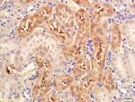 Serine Racemase Antibody in Immunohistochemistry (Paraffin) (IHC (P))