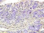 Podoplanin Antibody in Immunohistochemistry (Paraffin) (IHC (P))