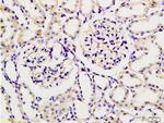 Podoplanin Antibody in Immunohistochemistry (Paraffin) (IHC (P))