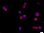 CHRNA7 Antibody in Immunocytochemistry (ICC/IF)