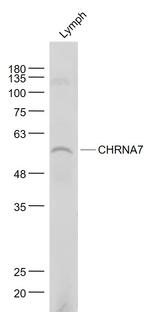 CHRNA7 Antibody in Western Blot (WB)