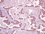 CD200R Antibody in Immunohistochemistry (Paraffin) (IHC (P))