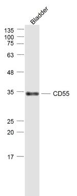 CD55 Antibody in Western Blot (WB)