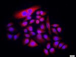 ENT2 Antibody in Immunocytochemistry (ICC/IF)