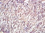 ENT2 Antibody in Immunohistochemistry (Paraffin) (IHC (P))
