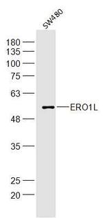 ERO1L Antibody in Western Blot (WB)