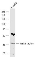 MYST1/KAT8 Antibody in Western Blot (WB)
