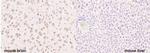 Neurocan Antibody in Immunohistochemistry (Paraffin) (IHC (P))