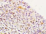 Integrin Alpha 3 + Beta 1 Antibody in Immunohistochemistry (Paraffin) (IHC (P))