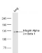 Integrin Alpha 3 + Beta 1 Antibody in Western Blot (WB)