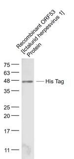 His Tag Antibody in Western Blot (WB)