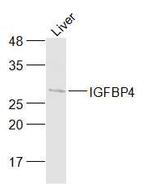 IGFBP4 Antibody in Western Blot (WB)