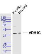 ADH1C Antibody in Western Blot (WB)