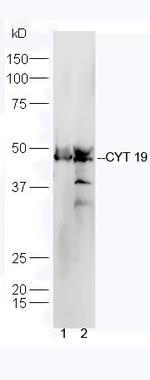 CYT19 Antibody in Western Blot (WB)