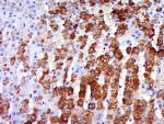 beta 3 Adrenergic Receptor Antibody in Immunohistochemistry (Paraffin) (IHC (P))