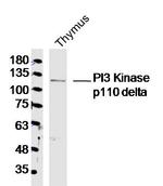 PI3 Kinase p110 delta Antibody in Western Blot (WB)