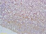 C9orf127 Antibody in Immunohistochemistry (Paraffin) (IHC (P))