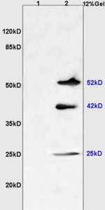 C9orf127 Antibody in Western Blot (WB)