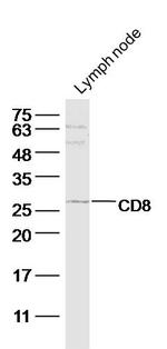 CD8 Antibody in Western Blot (WB)