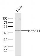 HS6ST1 Antibody in Western Blot (WB)