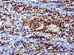 SOX9 Antibody in Immunohistochemistry (Paraffin) (IHC (P))