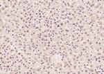 SOX9 Antibody in Immunohistochemistry (Paraffin) (IHC (P))