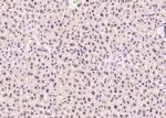 SOX9 Antibody in Immunohistochemistry (Paraffin) (IHC (P))