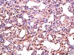 Sialoadhesin Antibody in Immunohistochemistry (Paraffin) (IHC (P))