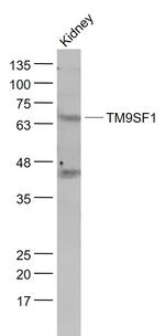 TM9SF1 Antibody in Western Blot (WB)