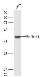 Perilipin 1 Antibody in Western Blot (WB)