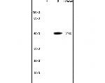 OCT2 Antibody in Western Blot (WB)