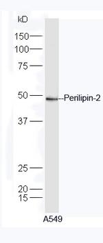 Perilipin 2 Antibody in Western Blot (WB)